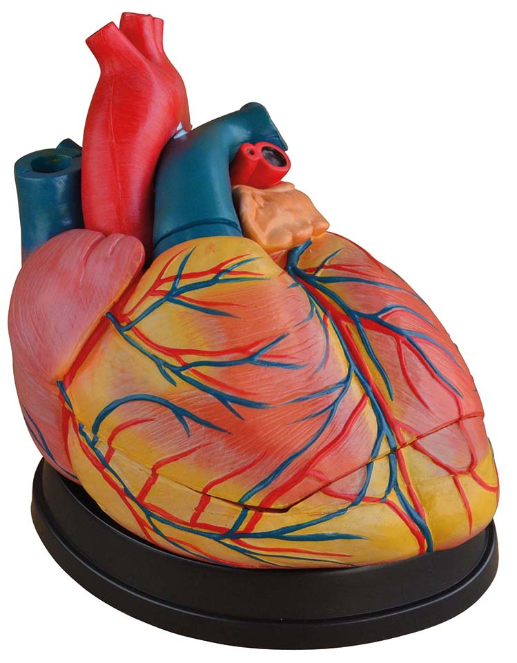 Hart model uitvergroot