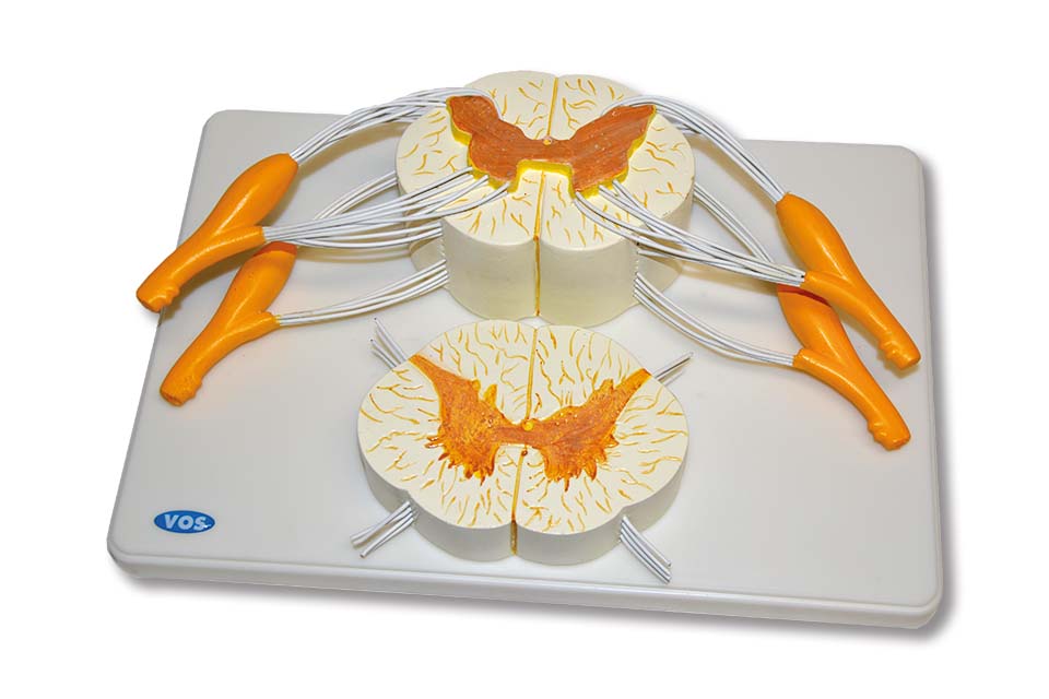 Wervel en ruggenmerg