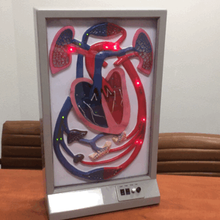 Bloedsomloop model VOS